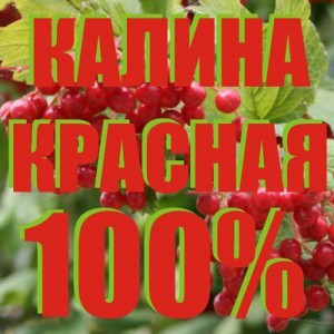 Песни про калину
